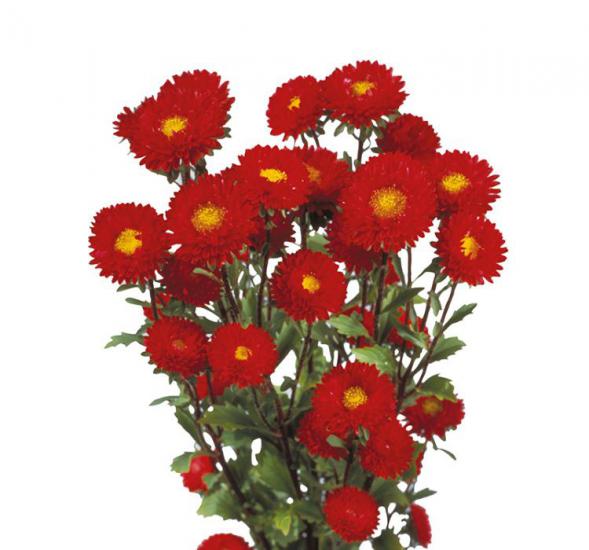 Kasımpatı Çiçeği Tohumu ( Uzun boylu, Kesimlik ) Kırmızı Renkli - 5 Tohum
