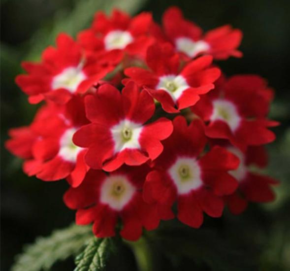 Kırmızı Beyaz Mine Çiçeği F1 Tohumu ( 20 Tohum )