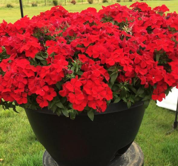 Kırmızı Floks F1 Tohumu ( 25 Tohum )