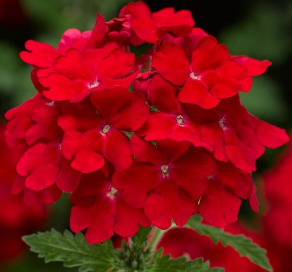 Kırmızı Mine Çiçeği F1 Tohumu ( 20 Tohum )