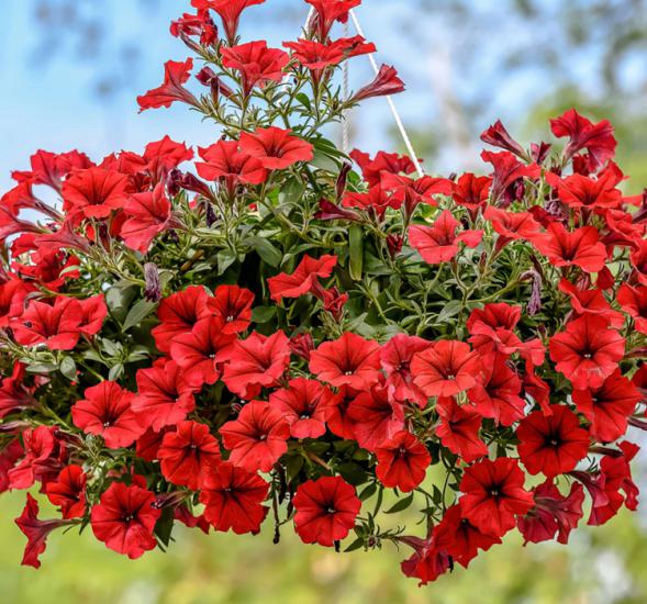Petunya Çiçeği Tohumu ( İri çiçekli Bodur ) Kırmızı Renkli - 15 Tohum