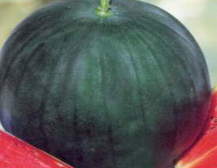 Karpuz Siyah Tohumu - Aksel 10 gr