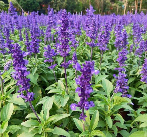 Leylak Ateş Çiçeği - Salvia F1 Tohumu ( 30 Tohum )