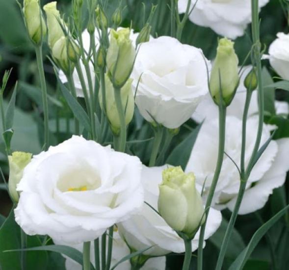 Lisianthus Tohumu ( Lale Gül ) İri Çiçek Serisi - BEYAZ ( 5 Tohum )