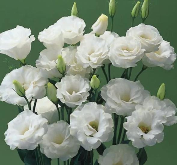Lisianthus Tohumu ( Lale Gül ) İri Çiçek Serisi - BEYAZ ( 5 Tohum )