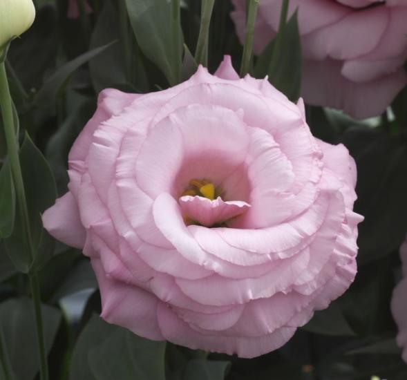 Lisianthus Tohumu ( Lale Gül ) İri Çiçek Serisi - GÜL PEMBE ( 5 Tohum )