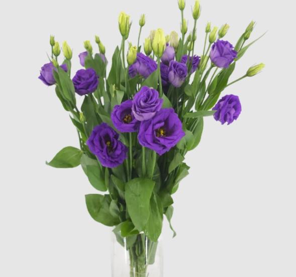 Lisianthus Tohumu ( Lale Gül ) İri Çiçek Serisi - MOR ( 5 Tohum )