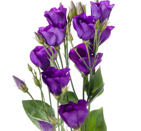 Lisianthus Tohumu ( Lale Gül ) İri Çiçek Serisi - MOR ( 5 Tohum )