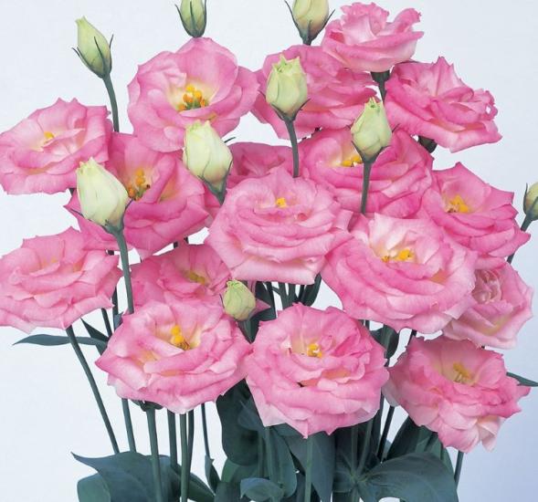 Lisianthus Tohumu ( Lale Gül ) İri Çiçek Serisi - PEMBE ( 5 Tohum )