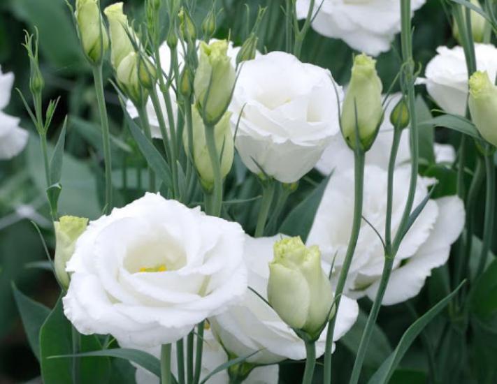 Beyaz Lisianthus ( LaleGül ) Tohumu ( 10 Tohum )