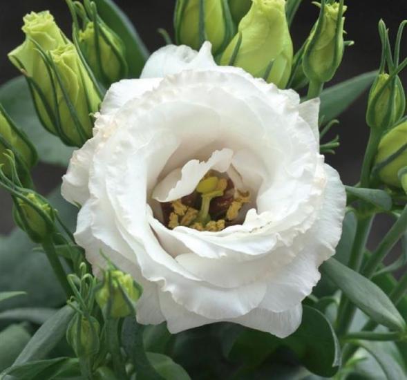 Lisianthus ( Lale Gül ) Julyet Serisi - BEYAZ ( 5 Tohum )