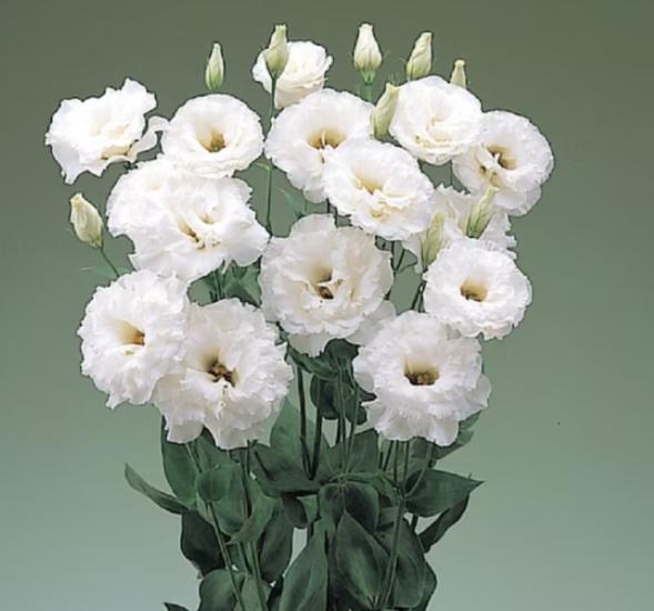 Lisianthus ( Lale Gül ) BÜYÜ Serisi - BEYAZ ( 5 Tohum )