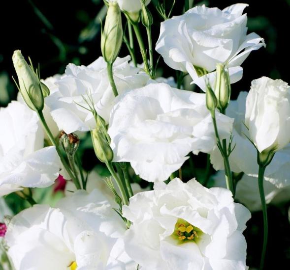 Lisianthus ( Lale Gül ) BÜYÜ Serisi - BEYAZ ( 5 Tohum )