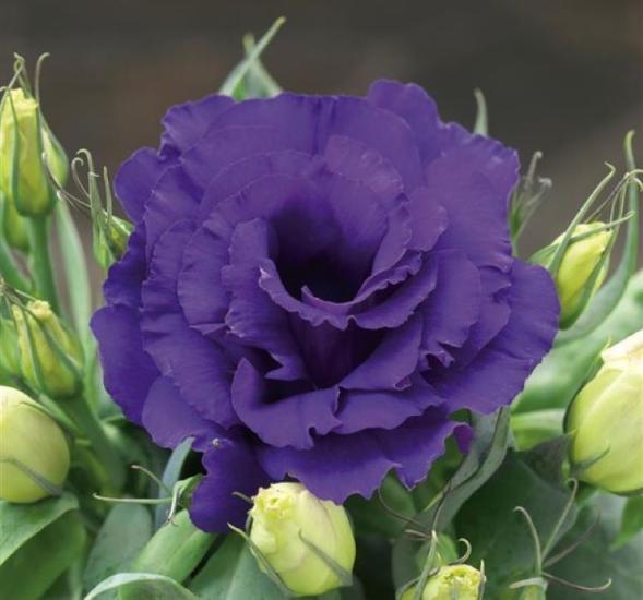 Lisianthus ( Lale Gül ) Julyet Serisi - MAVİ ( 5 Tohum )