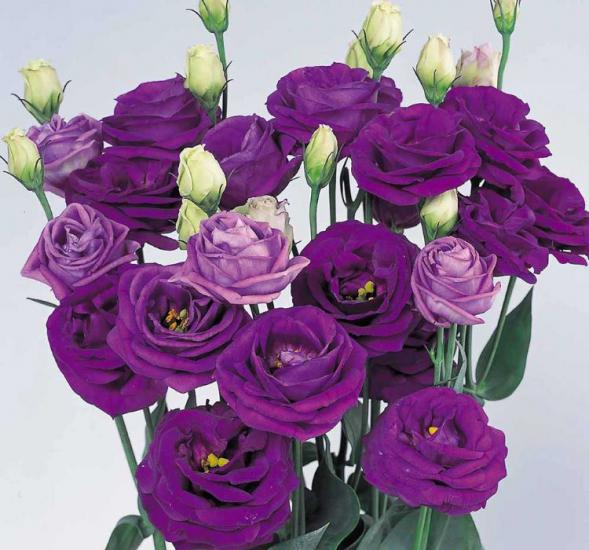 Lisianthus Çiçeği Tohumu ( Katmerli, Bodur ) Mavi Renkli - 5 Tohum