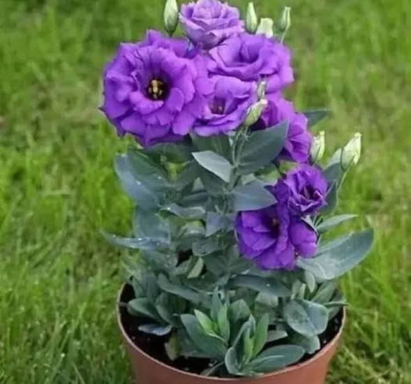 Lisianthus Katmerli Seri Mavi Renk - Saksılık 5 Tohum