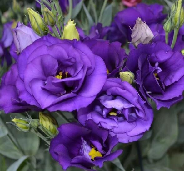 Lisianthus ( Lale Gül ) BÜYÜ Serisi - KOYU MAVİ ( 5 Tohum )