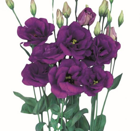 Lisianthus Çiçeği Tohumu ( Katmerli, Bodur ) Mavi Renkli - 5 Tohum