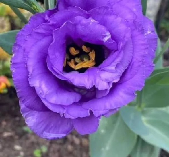 Lisianthus Katmerli Seri Mavi Renk - Saksılık 5 Tohum