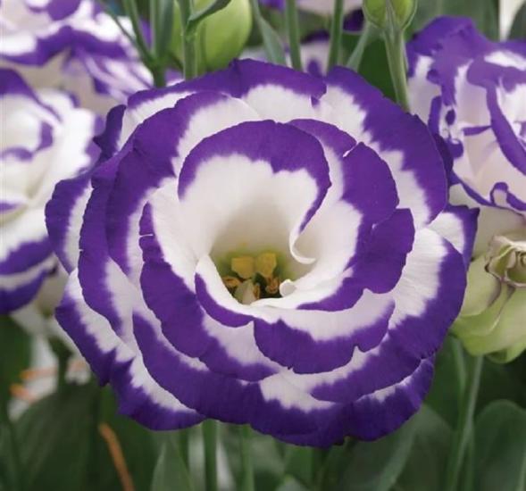 Lisianthus ( Lale Gül ) Gelin Buketi Serisi - MAVİ NOKTA ( 5 Tohum )