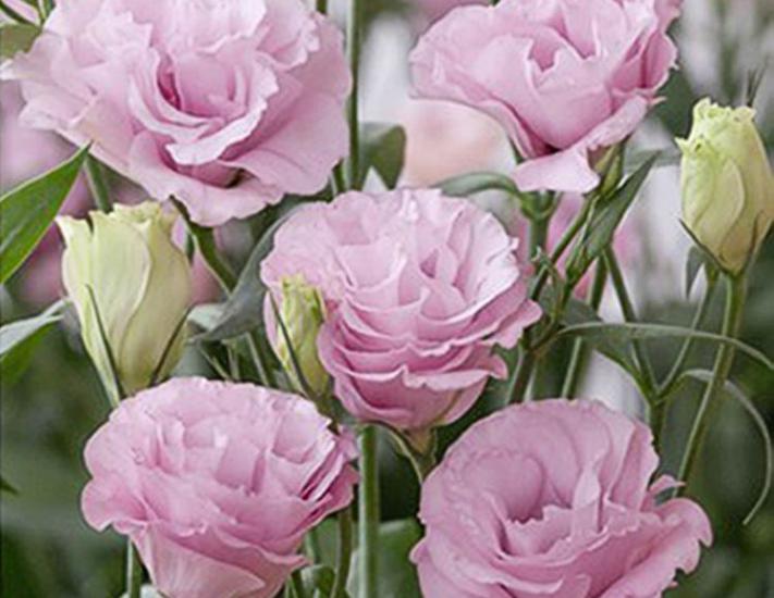 Pembe Lisianthus ( LaleGül ) Tohumu ( 10 Tohum )