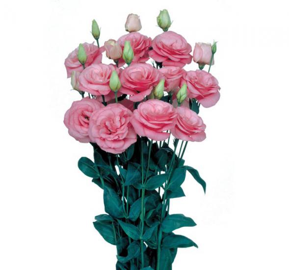 Lisianthus Çiçeği Tohumu ( Katmerli, Bodur ) Pembe Renkli - 5 Tohum