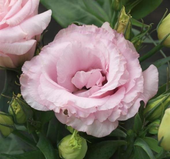 Lisianthus ( Lale Gül ) Julyet Serisi - PEMBE ( 5 Tohum )