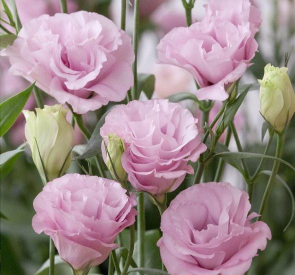 Lisianthus ( Lale Gül ) Advantage Serisi - PEMBE ( 5 Tohum )