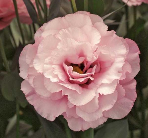 Lisianthus ( Lale Gül ) Gelin Buketi Serisi - PEMBE ( 5 Tohum )