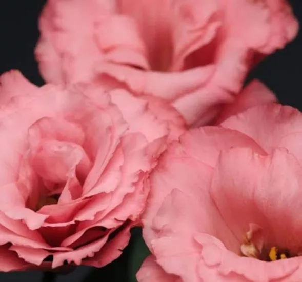Lisianthus Katmerli Seri Pembe Renk - Saksılık 5 Tohum