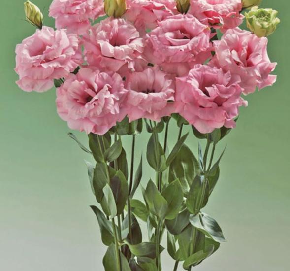 Lisianthus ( Lale Gül ) Advantage Serisi - PEMBE ( 5 Tohum )