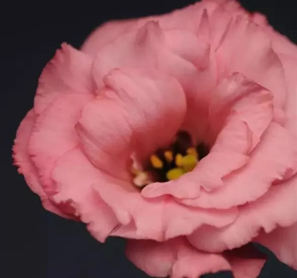 Lisianthus Katmerli Seri Pembe Renk - Saksılık 5 Tohum