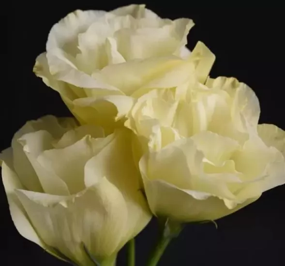 Lisianthus Katmerli Seri Sarı Renk - Saksılık 5 Tohum
