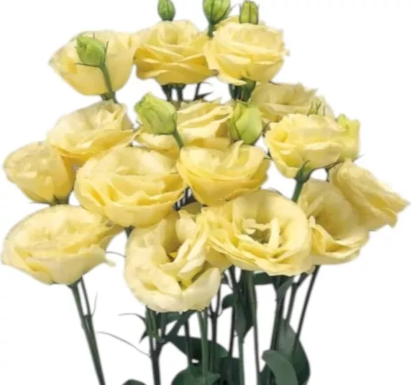 Lisianthus Katmerli Seri Açık Sarı Renk - Saksılık 5 Tohum