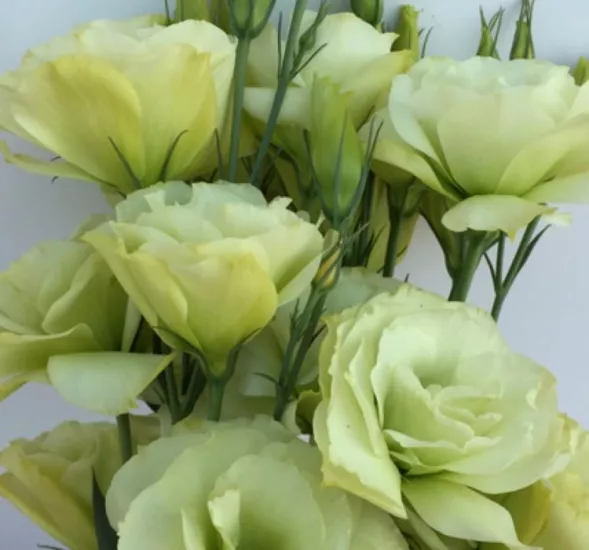 Lisianthus Katmerli Seri Açık Sarı Renk - Saksılık 5 Tohum