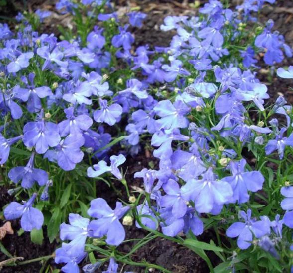 Lobelya Tohumu ( Çok çiçekli ) - Mavi Renkli - 10 Tohum
