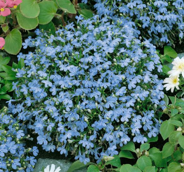 Lobelya Tohumu ( Çok çiçekli ) - Mavi Renkli - 10 Tohum