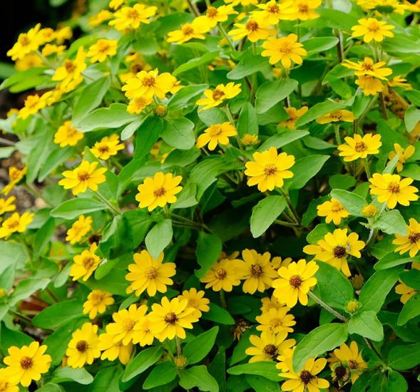 Madalyon Çiçeği Tohumu ( Büyük Geniş Bitki ) Sarı Renkli - 10 Tohum