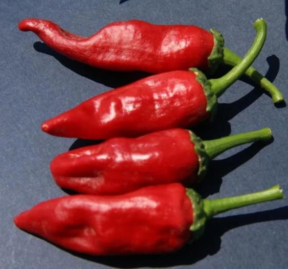 BİBER MARAŞ  ( ÇOKLU TOHUM ) - 5 Gram