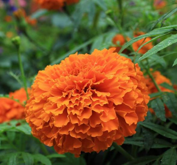 Kadife Çiçeği ( Marigold Büyük Çiçek ) Turuncu Renkli - 10 Tohum