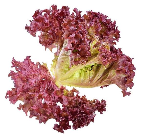 MARUL KIRMIZI KIVIRCIK ( ÇOKLU TOHUM ) - 5 Gram