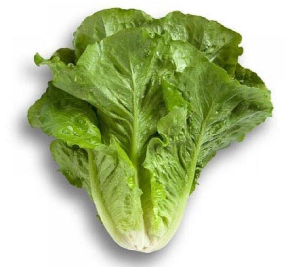 MARUL YEDİKULE  ( ÇOKLU TOHUM ) - 5 Gram