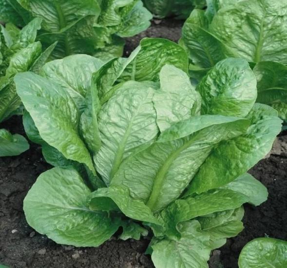 MARUL YEDİKULE  ( ÇOKLU TOHUM ) - 5 Gram