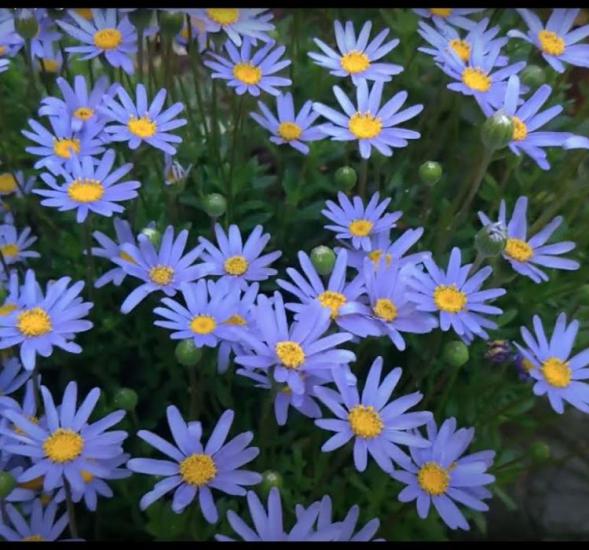 Mavi Papatya Çiçeği Tohumu