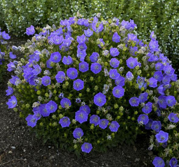 Maviş Çan Çiçeği ( İri Çiçek ) Mavi Renkli - 10 Tohum