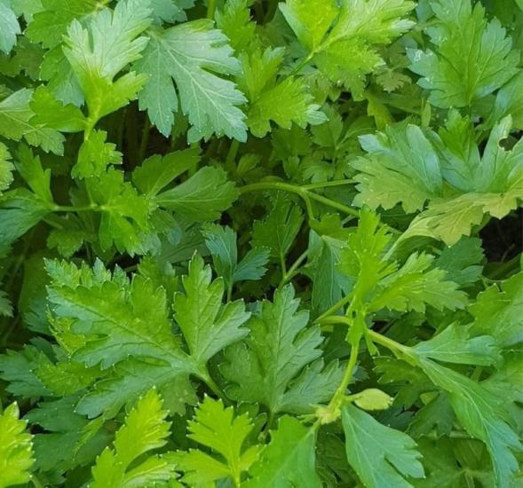 MAYDANOZ İRİ YAPRAK ( ÇOKLU TOHUM ) - 10 Gram