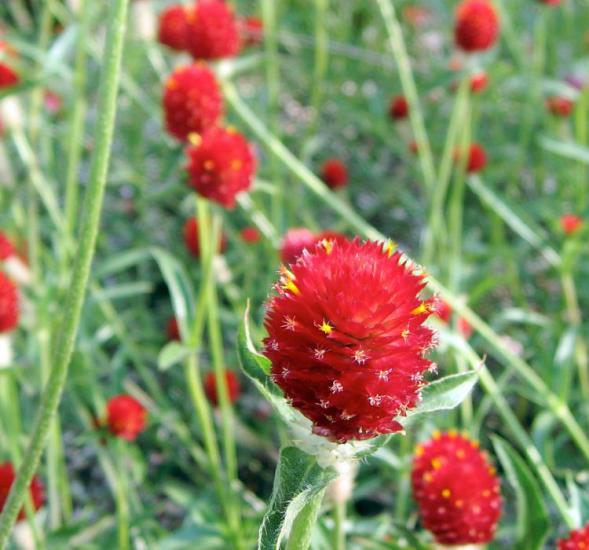 Medine Düğmesi Tohumu ( İri Çok Çiçekli ) Kırmızı Renkli - 30 Tohum