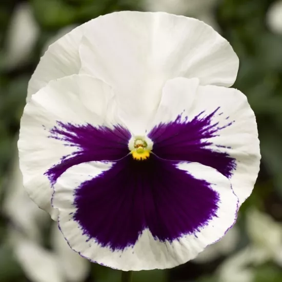 Menekşe İri Çiçekli Beyaz Mor Renk - Saksılık 10 Tohum