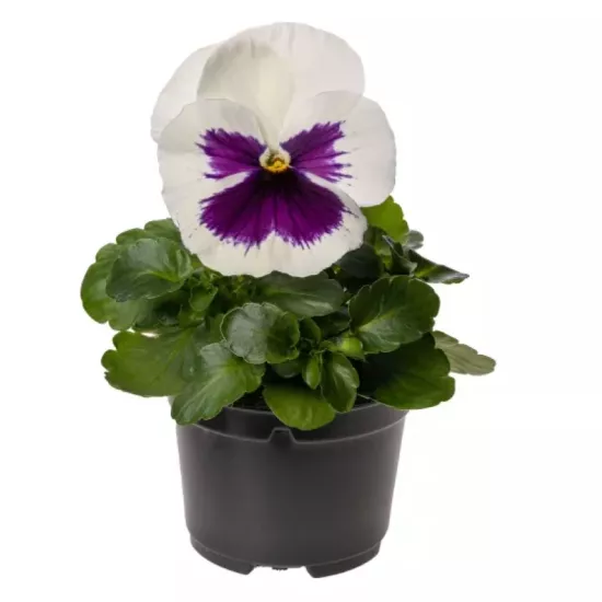 Menekşe İri Çiçekli Beyaz Mor Renk - Saksılık 10 Tohum