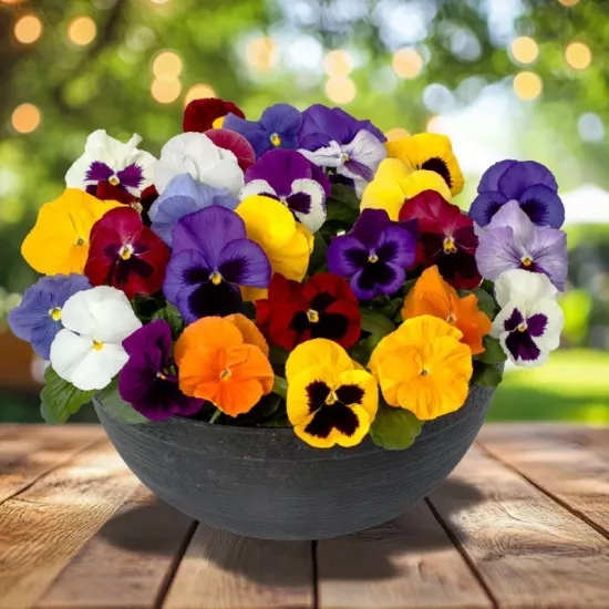 Menekşe İri Çiçekli Karışık Renk - Saksılık 10 Tohum